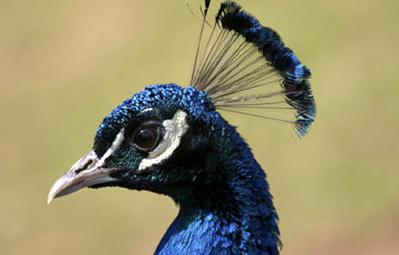 Tierpark Hagenbeck: Peacock Head